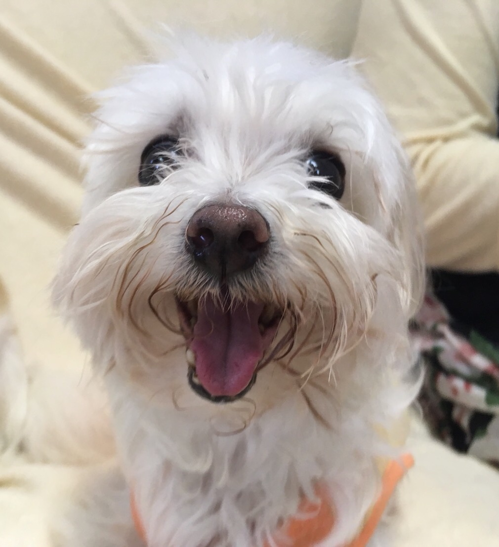 【今日の里帰りワンコ🐶マルチーズのココちゃん💕】